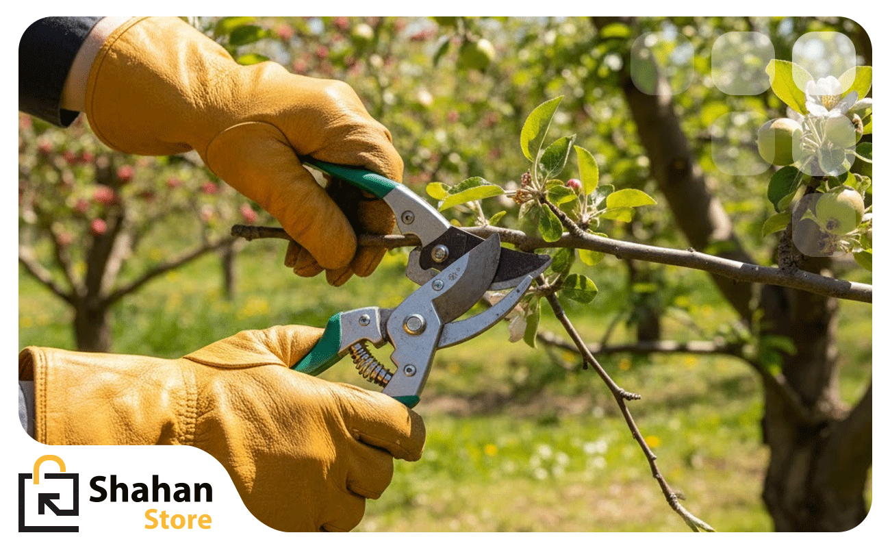 قیچی باغبانی برای هرس درختان میوه